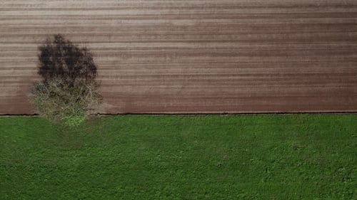 Lone tree in farmland, green meadow and brown, ploughed field, aerial view, serenity, peace and tran