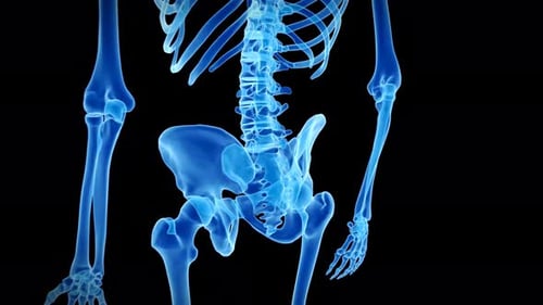 Rumpf des menschlichen Skeletts mit Wirbelsäule- und Brustkorbstruktur