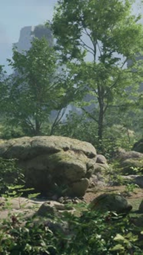 A Forest Filled with Lots of Rocks and Trees