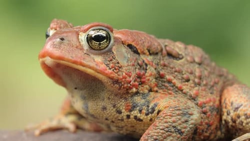 Close-up shot of an American Toad