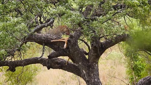 Leopard in Kruger National park, South Africa