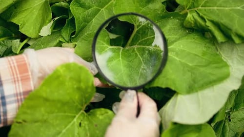 Biologin betrachtet Pflanzen mit Schädlingsblättern mit einer Lupe, um Daten zu sammeln