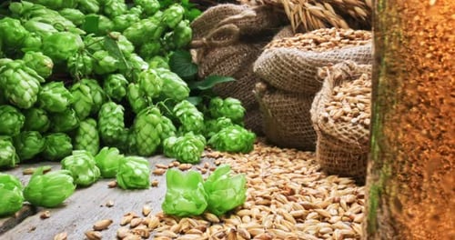 Ingredientes frescos para cerveja caseira. Cerveja gelada. Malte e lúpulo.