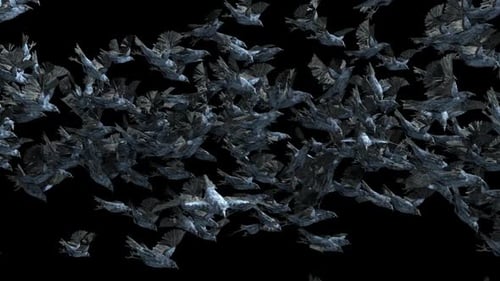 Stylized Flock of Dark Birds Flying Animation