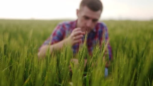Agronomist Examining Green Ripening Wheat Ears Sitting in Farm Field Farmer Holding a Bunch of