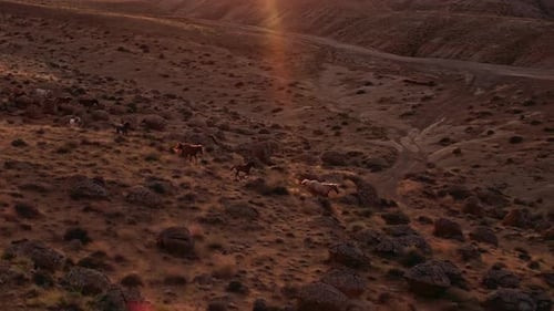 Wild Horses Running Freely Across Desert Landscape at Sunset
