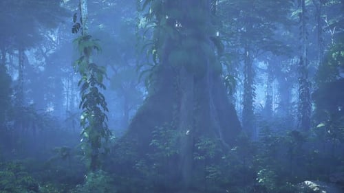 Dense Forest With Tall Trees