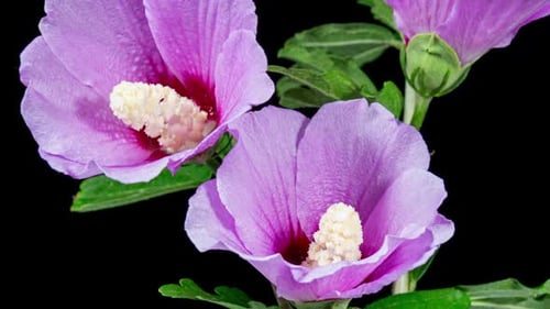 Tree Hibiscus Flower Blooms. Bud Opens into a large Purple Flower. Time Lapse of a Blooming Violet