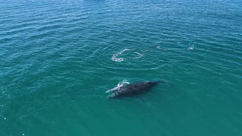 Aerial View of Whale Family Swimming in Ocean