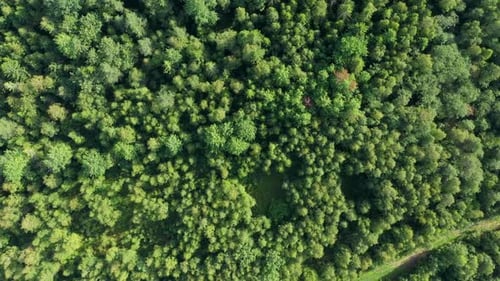 Green Forest Top View Aerial View