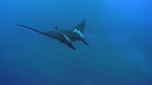 Manta Ray Glides Past Scuba Divers Underwater