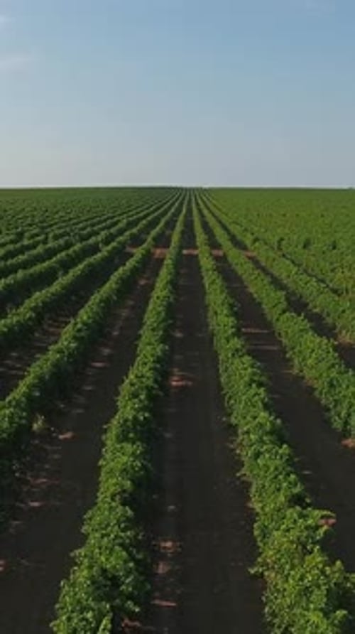 Des rangées de vignobles étendus
