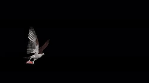 Osprey Hawk Bird With Caught Sockeye Salmon Fish - Flying Transition II - Alpha Channel - 4K
