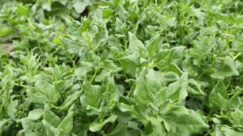 Growing spinach.