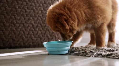 Adorable Brown Puppy Eating from Bowl Indoors