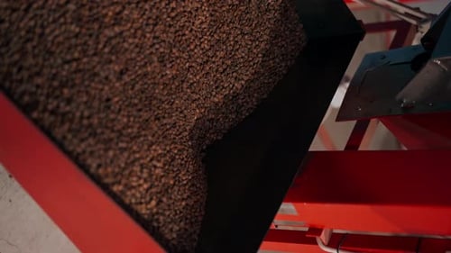 Vertical Video Closeup of Coffee Roasting Factory Machine Passes Coffee Sorting Product for Sale