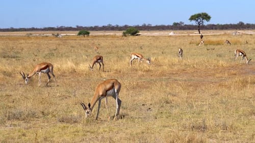 Springbockgazellen im Etosha-Nationalpark