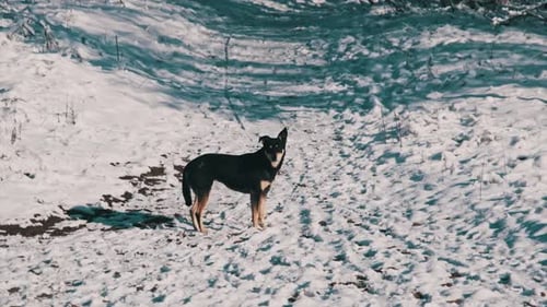 Stray Dog in the Winter Forest Looks at the Camera in Slow Motion