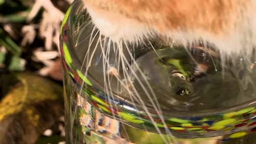 Ginger Cat Drinks Water from Glass Outdoors