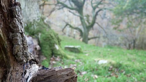 Zerbrochener Herbst, Wald, Wald, Baumstamm, saisonale Natur, Herbstlaub, Wildnis, Dolly, richtig?