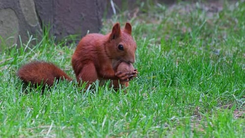 Red Squirrel Eating a Nut in Summer Forest. Squirrel Nibbling a Nut