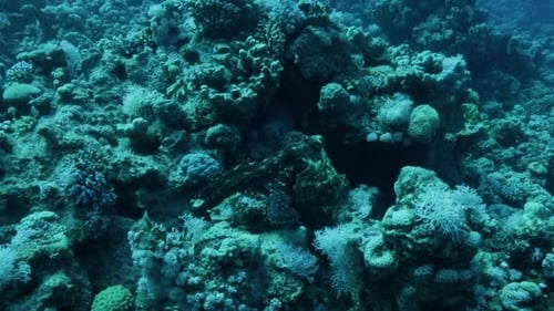 Octopus moving between corals in the reef of the Red Sea