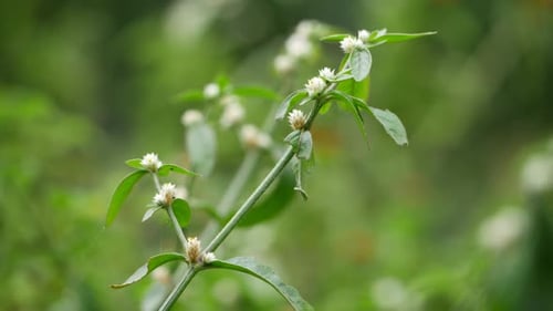 A plant with white flowers as a close up