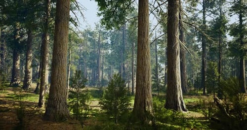 Lush Forest Landscape Showcasing Tall Trees and Vibrant Greenery in Daylight