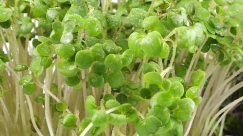 Cabbage purple seedling, mustard plant and helianthus. Slow motion.