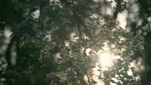 Sonnenlicht scheint durch Frühlingsblütenzweige in friedlichen englischen Wäldern