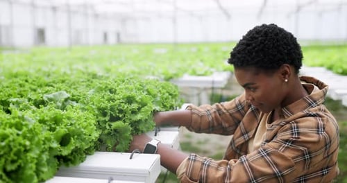 Young Adult Tending to Lettuce in Greenhouse
