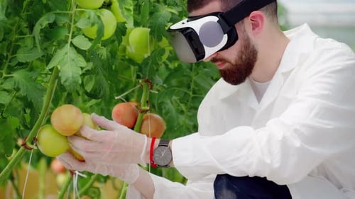 Scientist Using VR Inspecting Tomatoes in Greenhouse