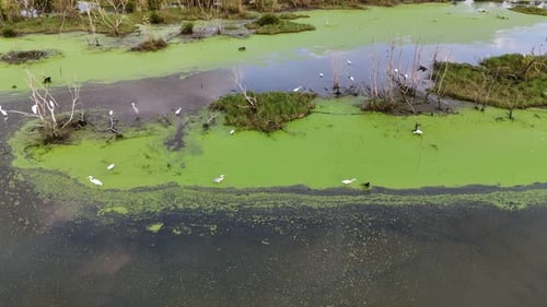 A group of egrets birds are search food in a green pond