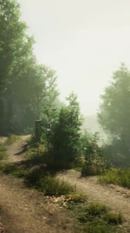 A Tranquil Dirt Road Winding Through a Lush Forest