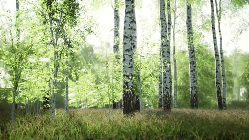 White Birch Trees in the Forest in Summer