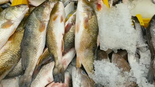 Verschiedene Fische und Meeresfrüchte in gelben Boxen auf einem lokalen Markt