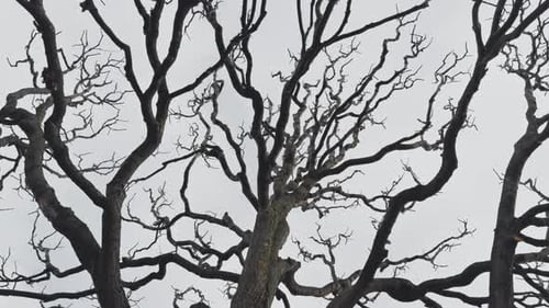 Kahle Äste, die in ihrer Form einem Gewitter ähneln, Zweige gegen den Himmel, Traurigkeit und
