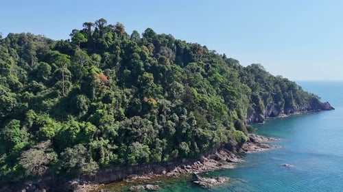 Tropical forest.