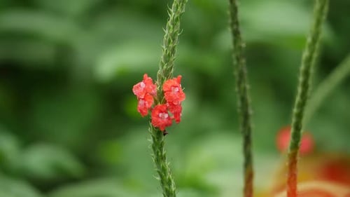 A close-up of a red flower