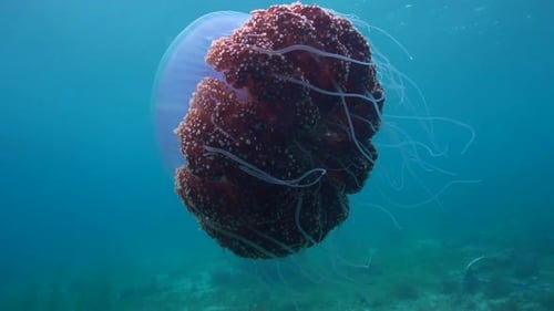 Encuentro cercano con una hermosa medusa de coliflor en un arrecife poco profundo