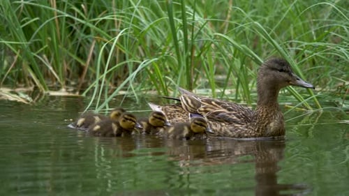 De jolis petits canetons suivent rapidement la mère canard dans le lac Forest