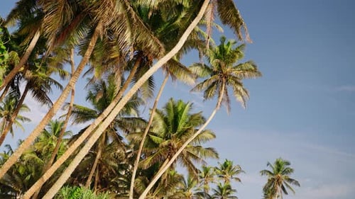 Tall Palm Trees Swaying on a Tropical Beach