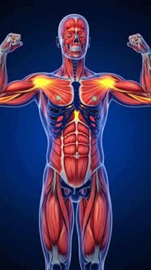 3D Human Muscular System Flexing and Highlighting Animation