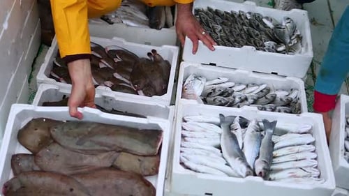 Fisherman move styrofoam crates full of fish caught fresh in the ocean