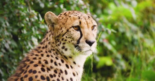 Closeup of Cheetah Against Plants in Forest