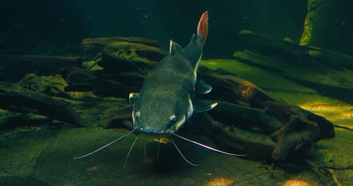 Redtail Catfish