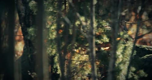 Eurasian Wolf Canis Lupus Running