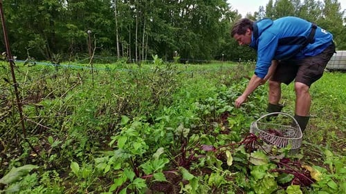 A Time Lapse Shot Of A Man Harvesting Beetroots And Putting Them In A Basket