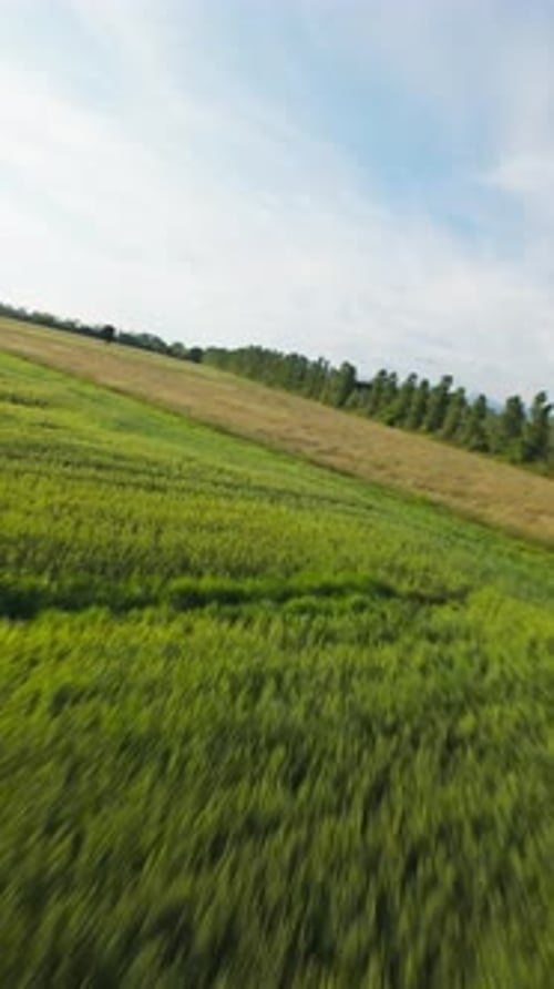 Flying Over The Green Wheat Field