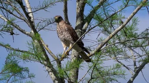 Hawk perched in tree looking intently around the environment.